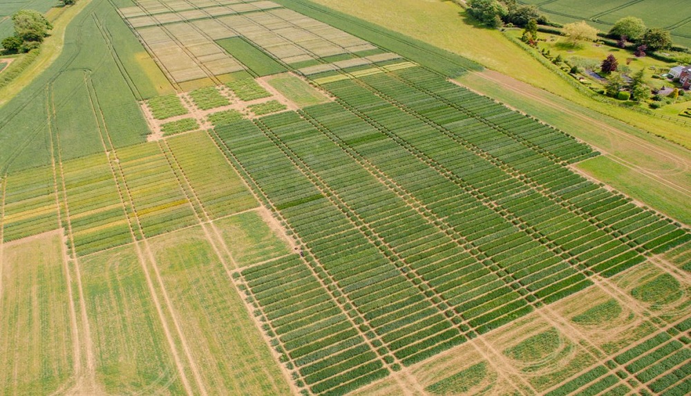 A drone view of an RL cereal variety trial